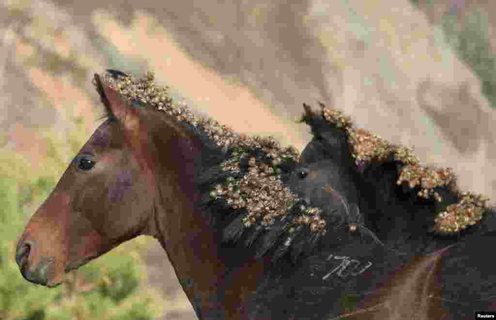 Seekor kuda yang penuh dengan kotoran semak, merumput di daerah Taiga Siberia di tepi Sungai Yenisei luar Krasnoyarsk, Rusia.