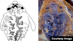 A side-by-side comparison reveals the similarity between the brain of a living onychophoran (green) and that of the anomalocaridid fossil Lyrarapax unguispinus (gray). (Illustration by Nicholas Strausfeld)