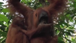 Orangutans Become Refugees From Deforestation, Poaching