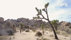 Joshua Tree Milli Parkına giriş
