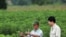 In this undated photo released by the International Center for Tropical Agriculture (IITA), scientists check at cassava plantations for signs of pests and diseases at a field in Nakhon Ratchasima province northeastern Thailand. Scientists are planning to 