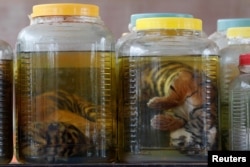 Tiger cub carcasses are seen in jars containing liquid at the controversial Tiger Temple, in Kanchanaburi province, west of Bangkok, Thailand, June 3, 2016.