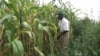 Mystery Maize Disease Strikes Kenya Farms