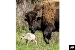 A rare white buffalo calf, reportedly born in Yellowstone National Park's Lamar Valley, is shown on June 4, 2024, in Wyo. (Erin Braaten/Dancing Aspens Photography via AP)