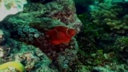 Great Barrier Reef Adapts in Past, Future Uncertain