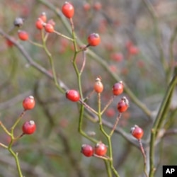 Rose hips are sweet and high in vitamin C.