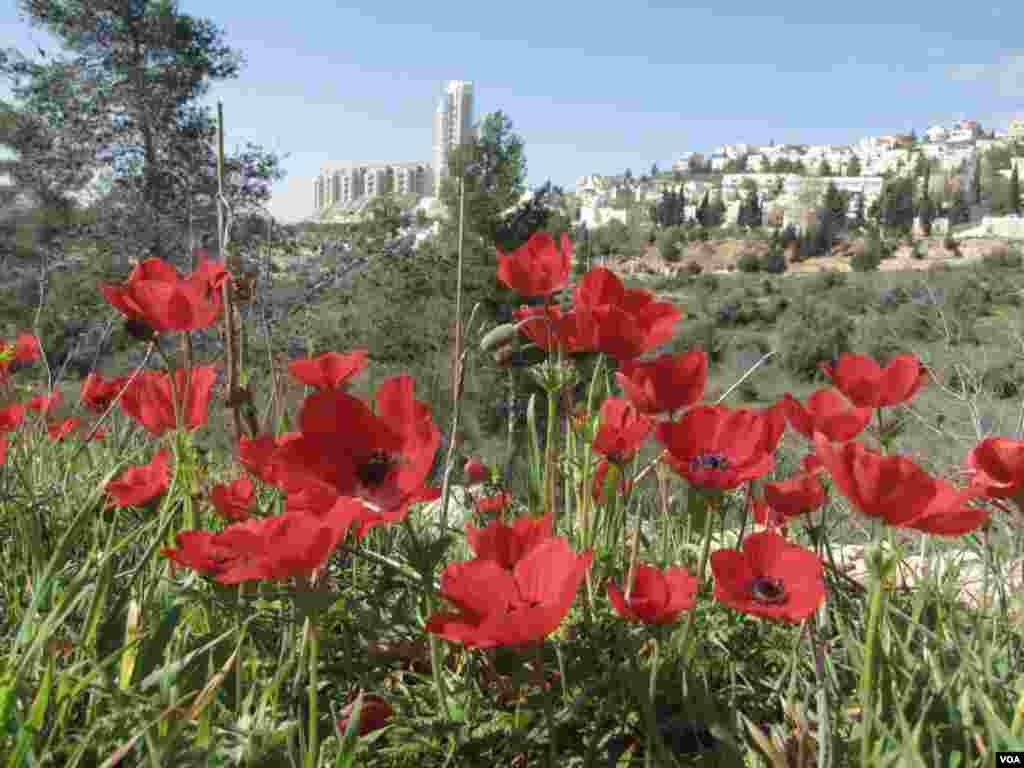 Poppies at Gazelle Valley Park, Jerusalem (Uri Shamir)