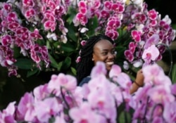 An employee works in a pond in between orchid displays at Kew Gardens in London, Thursday, Feb. 8, 2018.