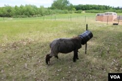 Hillary, one of Brittney Johnson’s ewes, got a bucket stuck on her head after being a little too eager to eat some feed. (E.Sarai/VOA)