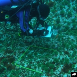 In the absence of sea otters, the ocean's kelp forest - which provides a habitat for fish and absorbs climate changing carbon emissions from the atmosphere - is left barren by sea urchins.