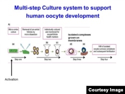 Schematic image of human egg development in laboratory