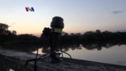 Sindrom Hidung Putih Ancam Populasi Kelelawar