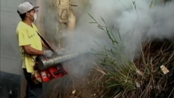 To Stop Zika, Aedes Aegypti Mosquito Must Be Controlled