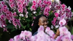 Quiz - Orchids: A Project for Those at Home