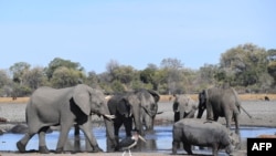 FILE - Elephants drink water in one of the channels of the Okavango Delta near the Nxaraga village in the outskirts of Maun, Botswana, Sept. 28, 2019. 