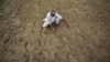 India Facing First Drought in Three Years