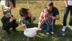 У притулку для тварин День подяки святкують у компанії індиків. Відео