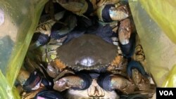 Cua Cà Mau là một đặc sản nổi tiếng ở miền Tây Nam Bộ, Việt Nam