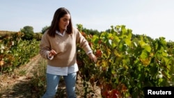 Agricultural engineer Maria Santolaya examines vines in a research vineyard in Haro, Spain, October 6, 2022. (REUTERS/Vincent West)