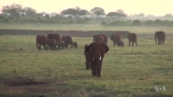 Kenya Elephants