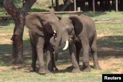 FILE - The male savannah elephant Doma and the male savannah elephant Mainos engage in greeting behavior at Jafuta Reserve in Zimbabwe, in this undated handout picture. (Vesta Eleuteri/Handout via REUTERS)