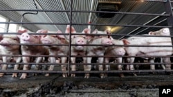 资料照：美国伊利诺伊州一家养猪场