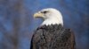 American bald eagles are having a moment, ecologically, culturally