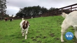 Why a Goat Might Attend Your Next Online Work Meeting