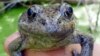 Rare Frog Discovery Has Researchers Hopping for Joy