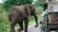 FILE - A bull elephant walks past a car load of tourists in South Africa's Kruger National Park, December 10, 2009. 