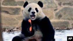 Qing Bao, seekor panda betina, memakan wortel saat panda raksasa itu diperkenalkan ke publik di Kebun Binatang Nasional, 24 Januari 2025, di Washington.(Foto: John McDonnell/AP Photo)