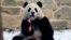 Qing Bao, seekor panda betina, memakan wortel saat panda raksasa itu diperkenalkan ke publik di Kebun Binatang Nasional, 24 Januari 2025, di Washington.(Foto: John McDonnell/AP Photo)