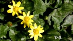 Storing Energy Nature’s Way