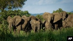 A herd of elephants form a protective circle against a perceived threat, just after one was shot with a tranquilizer dart during an operation to attach GPS tracking collars in Mikumi National Park, Tanzania, March 21, 2018. 