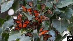 FILE - Monarch butterflies from Canada stop to rest in Wendy Park on their way to Mexico, Sept. 12, 2023, in Cleveland.