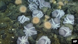 FILE - This 2019 image from video provided by MBARI shows female pearl octopuses nesting at the “octopus garden” near the Davidson Seamount off the California coast at a depth of approximately 3,200 meters. (MBARI via AP)