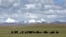 FILE - Herders graze their yak in the grasslands of the high Tibetan Plateau in the county of Naqu, Tibet, China, July 6, 2006.