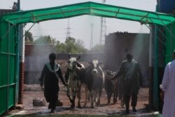 FILE - People walk through a disinfecting tunnel with their cattle, set up at an entrance to a live stock market to help curb the spread of the coronavirus, in Peshawar, Pakistan, April 15, 2020.