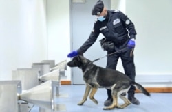 At the Dubai airport in the United Arab Emirates, a police dog trained to detect COVID-19 smells a sweat sample from a passenger to determine if the virus is on it. (Courtesy of Emirates News Agency)