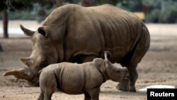 FILE - A newborn female southern white rhinoceros calf stands near its mother at the Safari Zoo in Ramat Gan, near Tel Aviv, Israel.