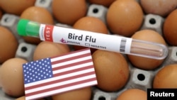 FILE PHOTO: Illustration shows test tube labelled "Bird Flu", eggs and U.S. flag