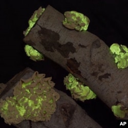 Bioluminescent mushrooms