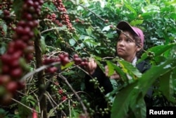 FILE - A worker harvests robusta coffee fruits at a plantation in Nueva Guinea, Nicaragua, Dec. 30, 2017.