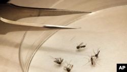 Mosquitoes are sorted at the Dallas County mosquito lab in Dallas, Aug. 16, 2012.