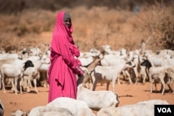 A woman waits with her goats to get them water from a well in the Somaliland region of Somalia on Feb. 9, 2017. (VOA/Jason Patinkin)