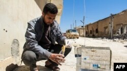 A Syrian man collects and bags the body of a dead bird, reportedly killed by a suspected toxic gas attack in Khan Sheikhun, in Syria’s northwestern Idlib province, April 5, 2017.