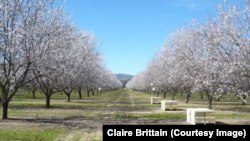 About 1.7 million bee colonies have been trucked into California from all over the country for the almond pollination season, which typically begins around Valentine’s Day.