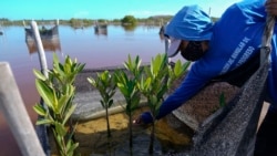 A woman plants mangrove seedlings as part of a restoration project, near Progreso, in Mexico’s Yucatan Peninsula, Oct. 6, 2021.