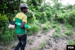 Herdsmen Ibrahim Bassa, foreground, and Kabiru Kiro follow cattle through the bush outside Enugu, Nigeria, May 4, 2016. (C. Stein/VOA)
