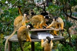 Squirrel monkeys stand on the scales, during the annual weigh-in, at London Zoo, in London, Thursday, Aug. 26, 2021. (AP Photo/Alberto Pezzali)